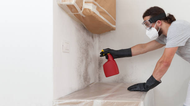 Professional Mold Removal technician working in Fairview, TX