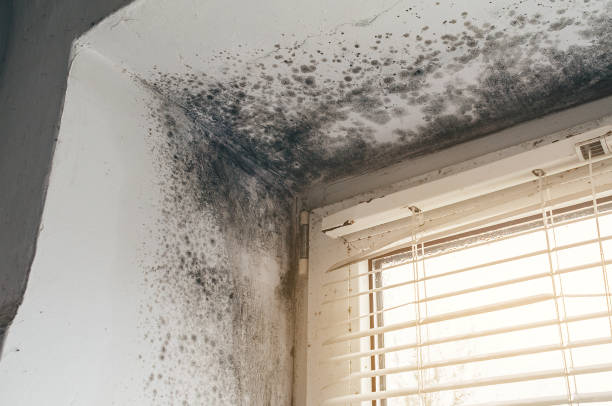 Affordable Mold Removal solutions in Fairview, TX