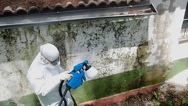 Top rated local Mold Removal specialists in Fairview, TX